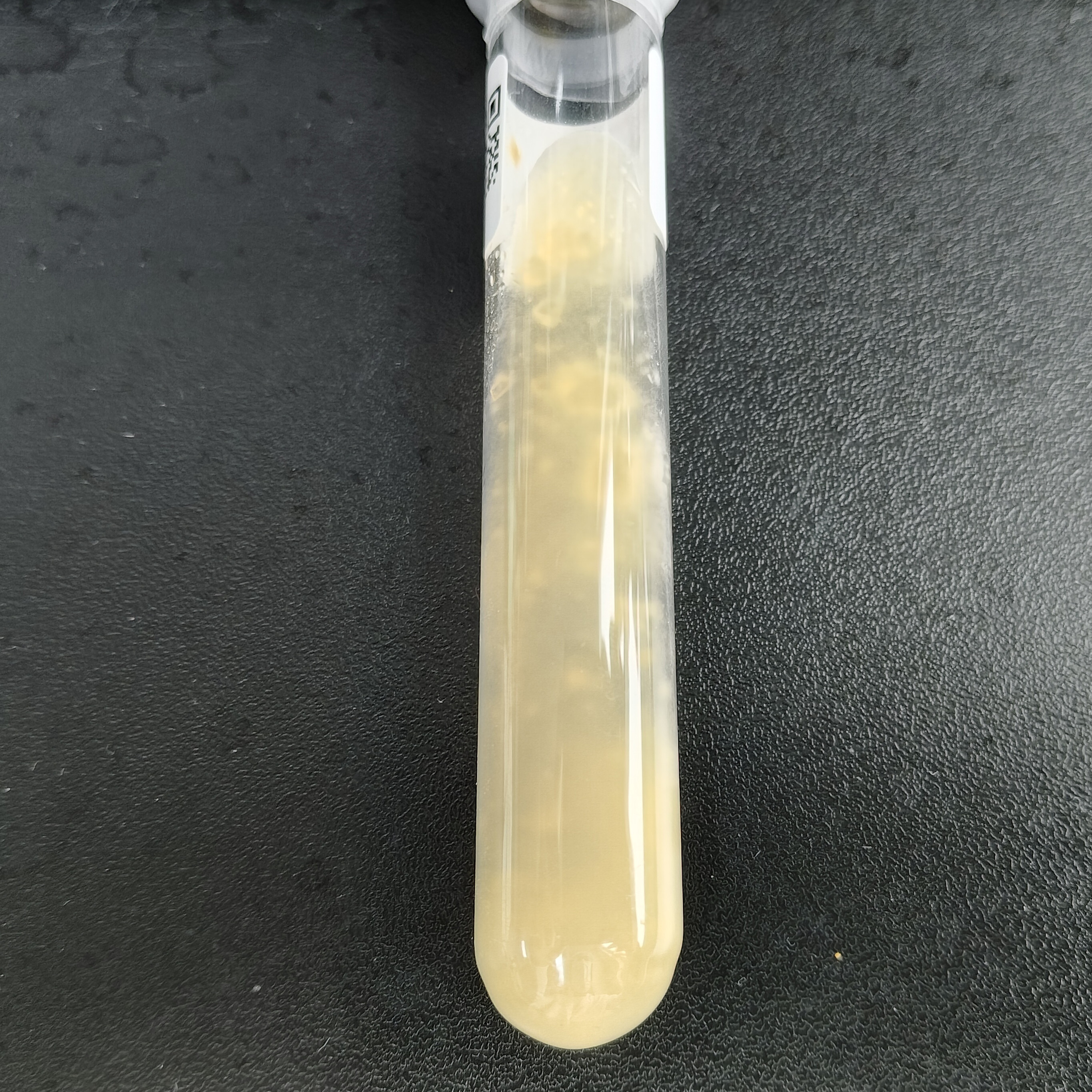 Botrytis cinerea-BNCC