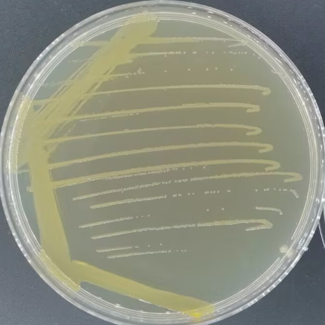 Rhizosphere Pseudomonas-BNCC