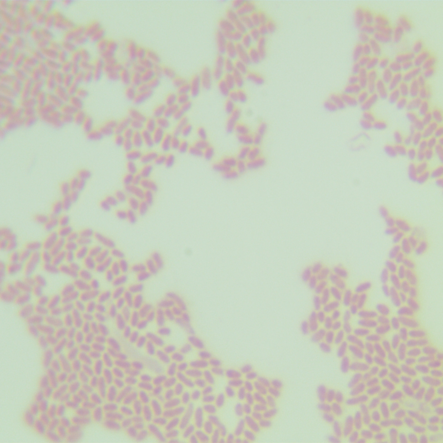 Rhizosphere Pseudomonas-BNCC