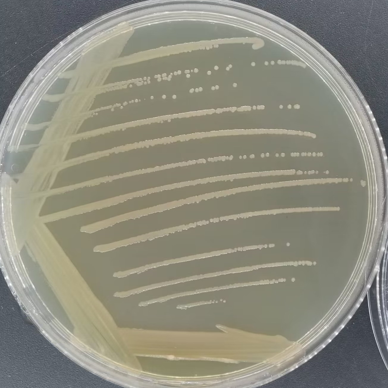 Thermally depolymerized Streptococcus-BNCC