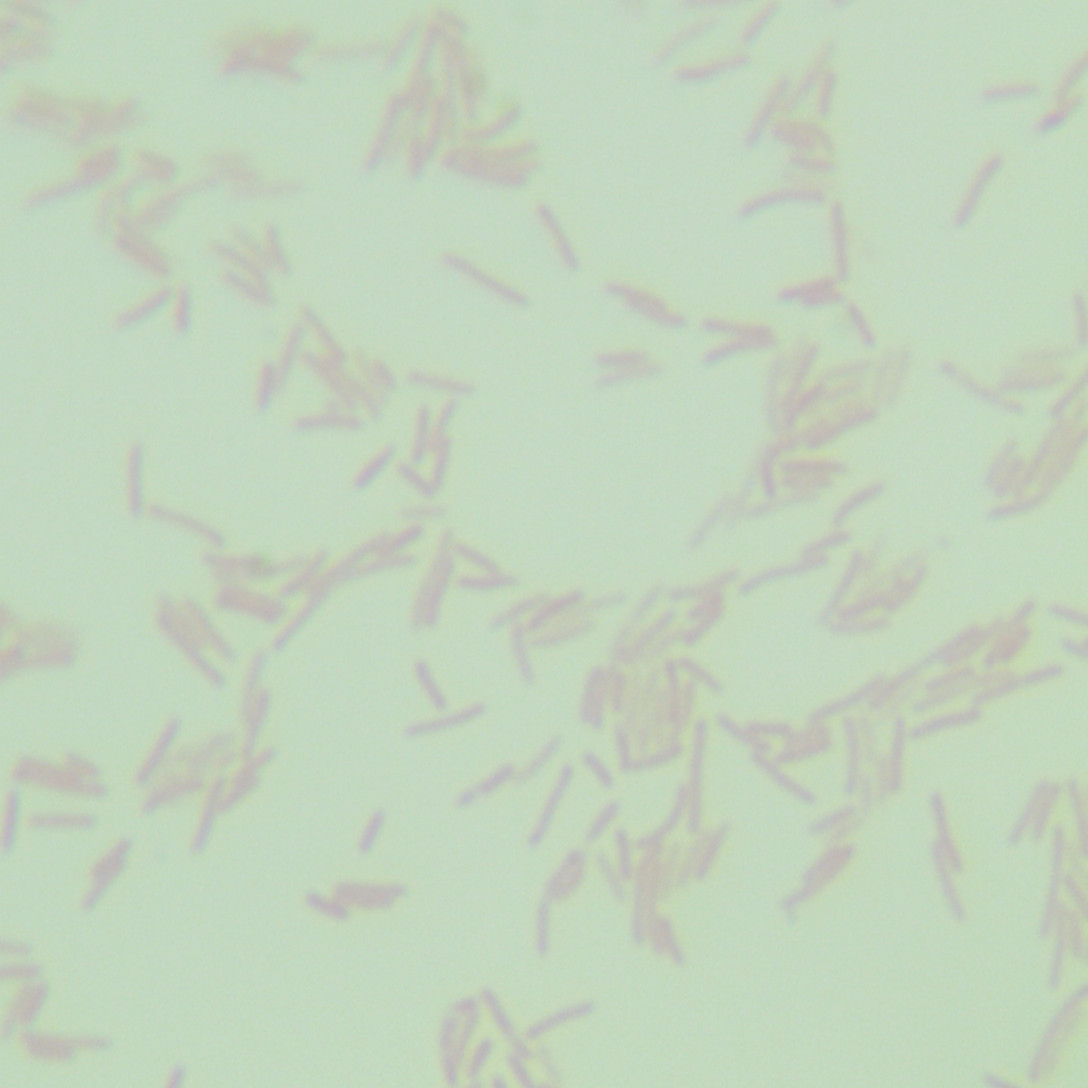 Thermally depolymerized Streptococcus-BNCC