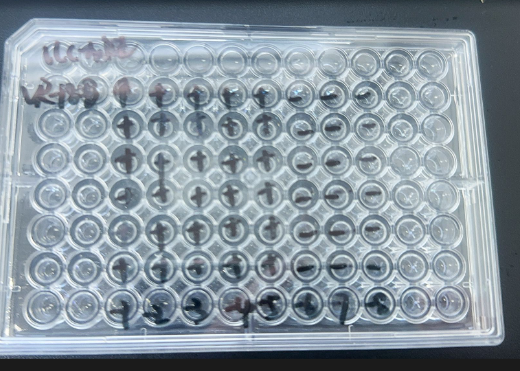 Human Aikovirus 1-BNCC