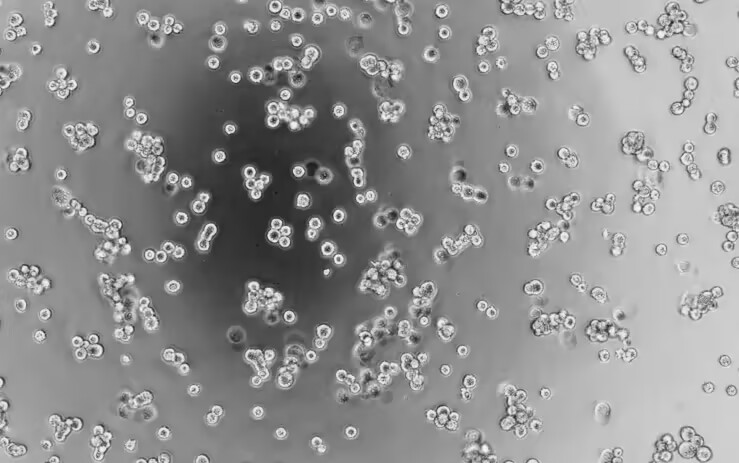 Human Aikovirus 1-BNCC