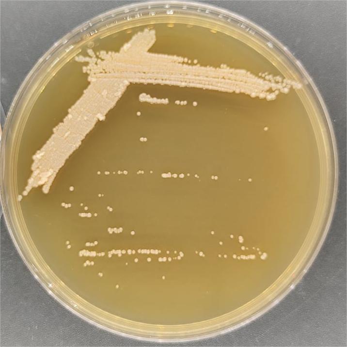 Streptomyces-BNCC