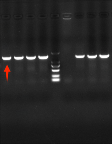 Bacteroides caccae nucleic acid reference (Heat-inactivated) (strongly positive)-BNCC