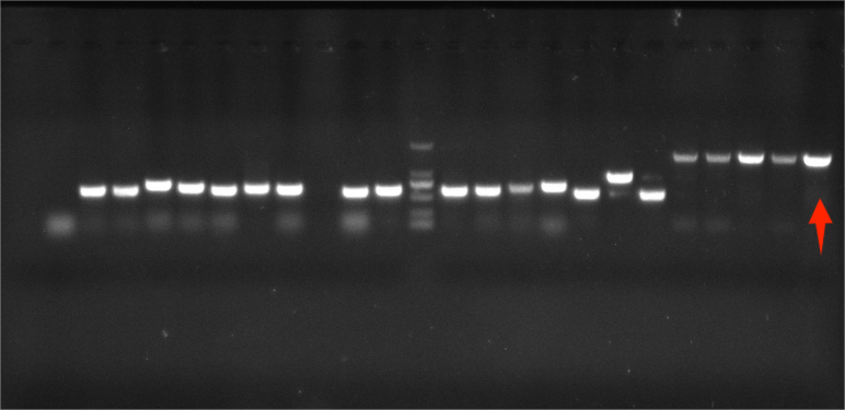 Streptococcus agalactiae nucleic acid reference (Heat-inactivated) (Strongly positive)-BNCC