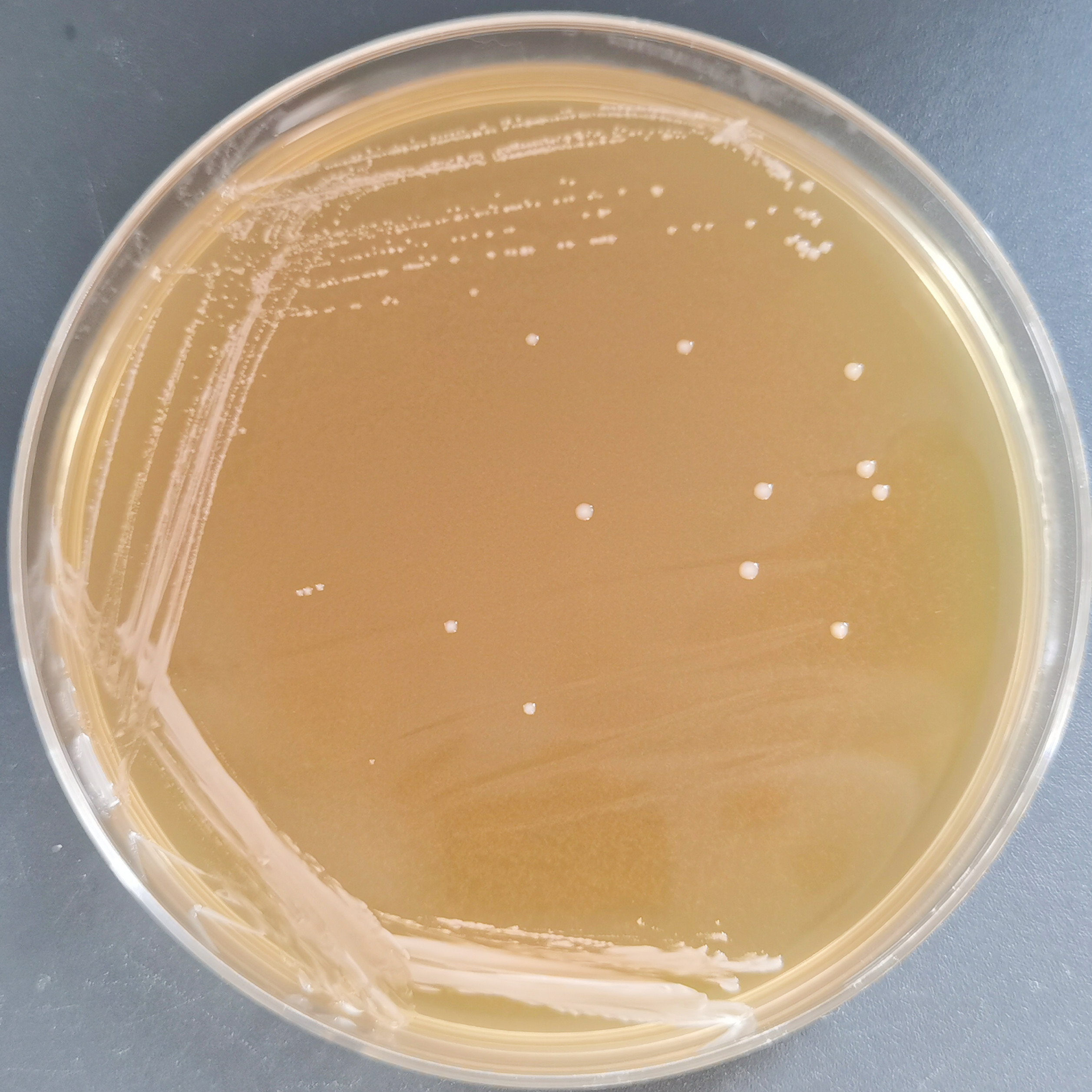 Streptococcus suis subsp. suis-BNCC