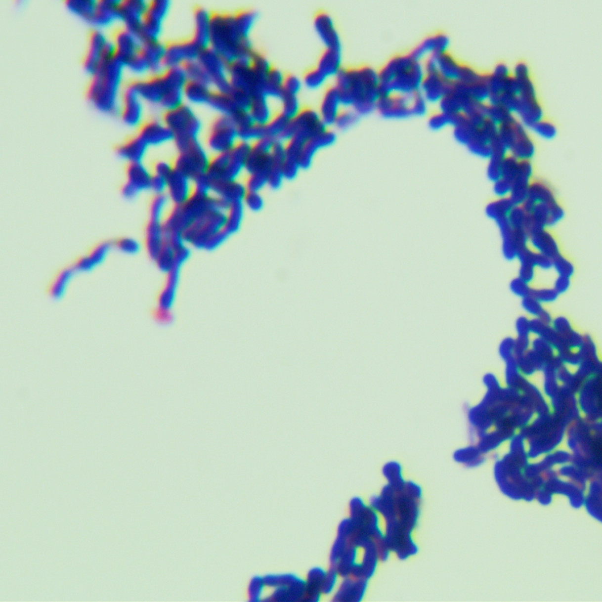Streptococcus suis subsp. suis-BNCC