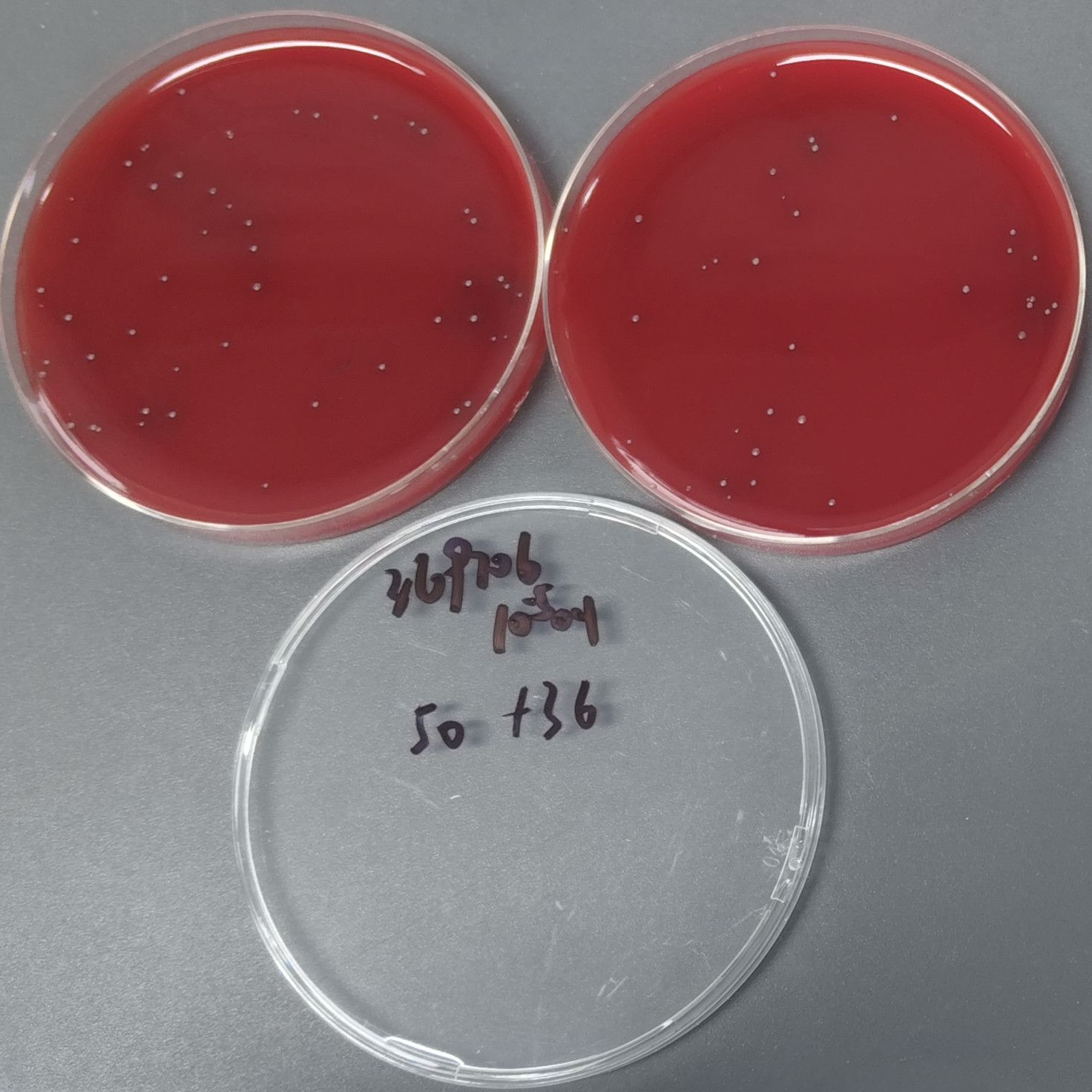 Duquerel Haemophilus-BNCC