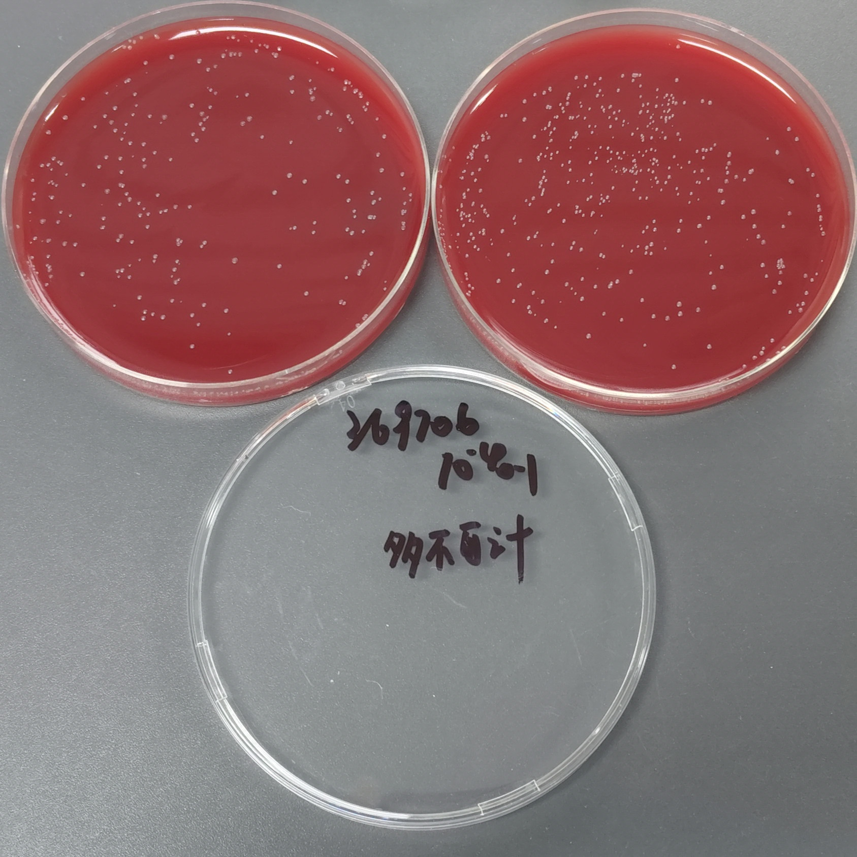 Duquerel Haemophilus-BNCC