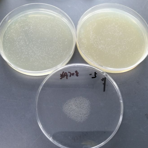 Listeria monocytogenes plus London subspecies-BNCC