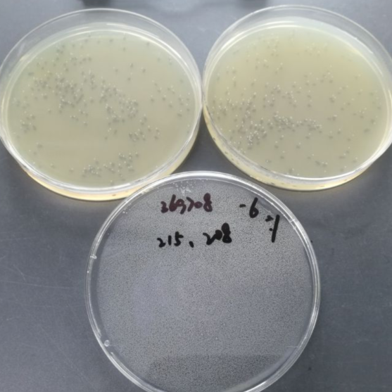 Listeria monocytogenes plus London subspecies-BNCC
