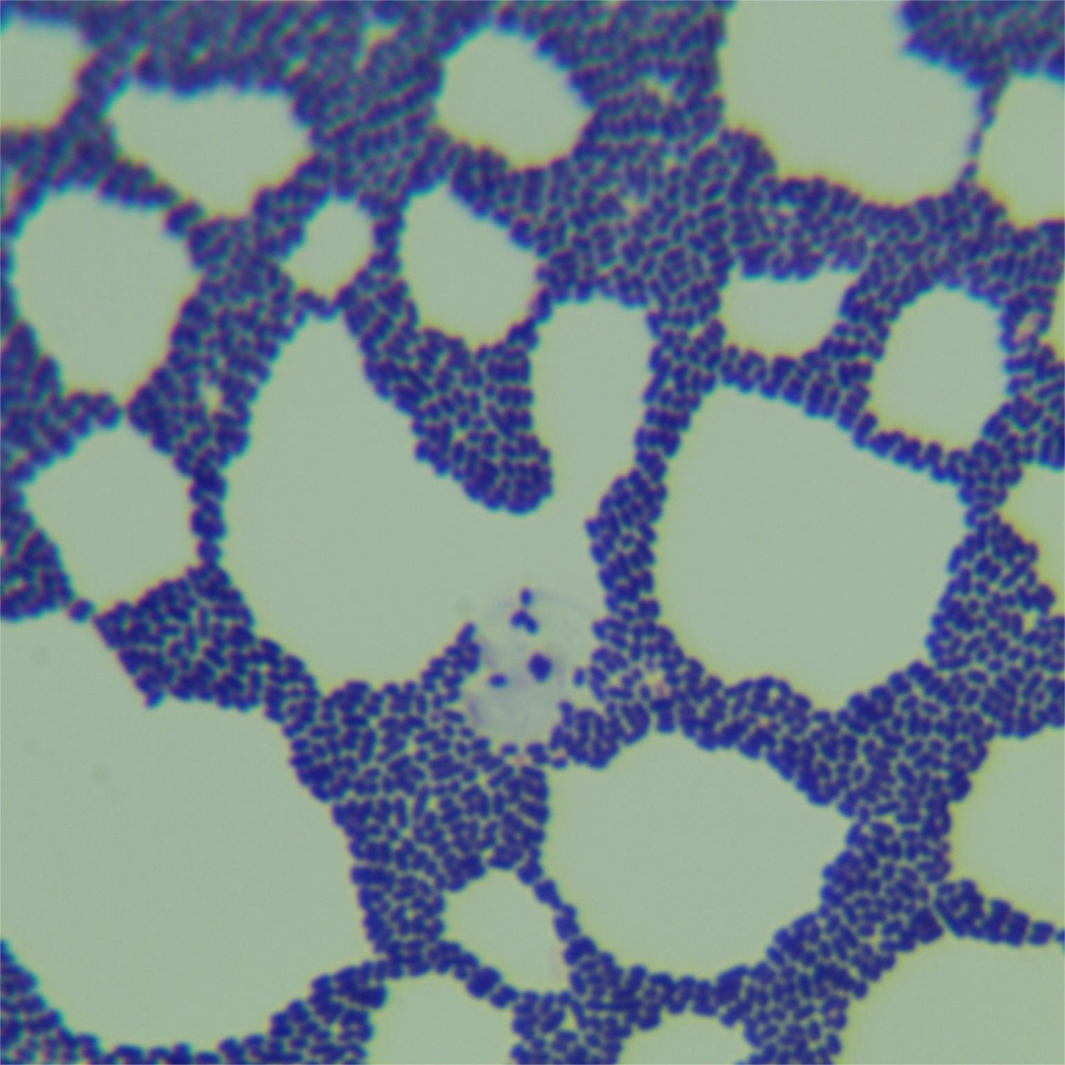 Listeria reinhardtii subsp. reinhardtii-BNCC