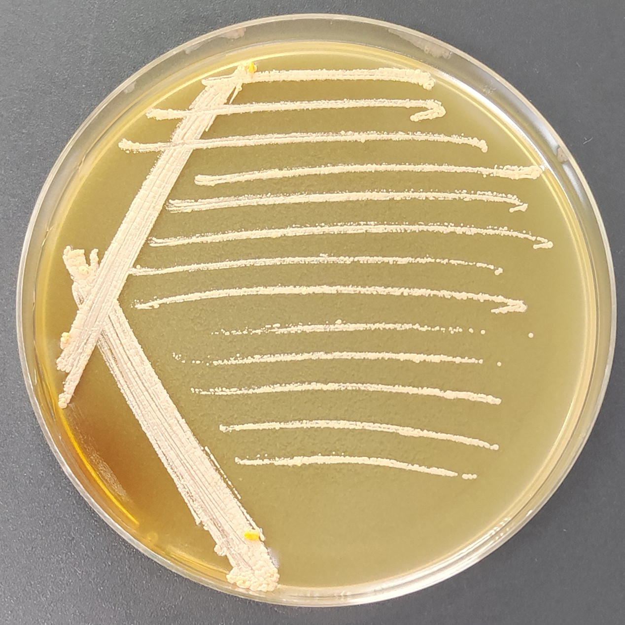 Nocardia botulinum-BNCC
