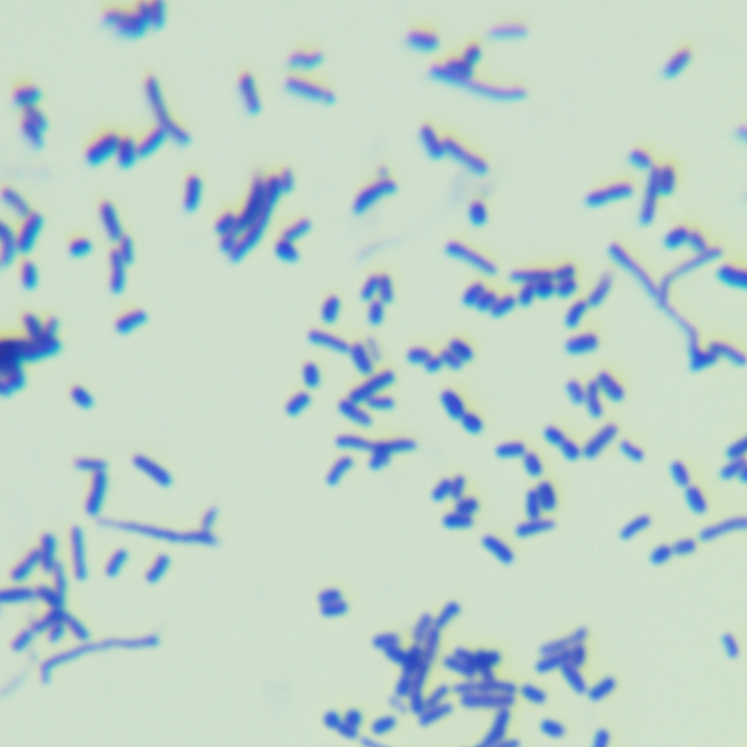 Nocardia botulinum-BNCC