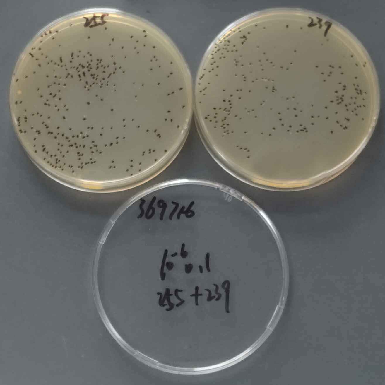 Nocardia in guinea pig ear inflammation-BNCC