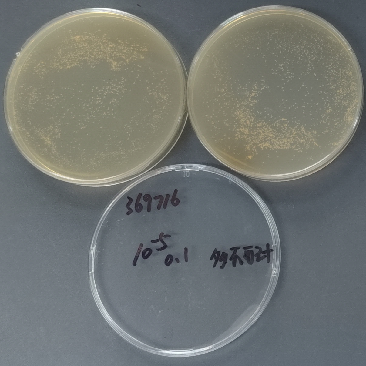 Nocardia in guinea pig ear inflammation-BNCC