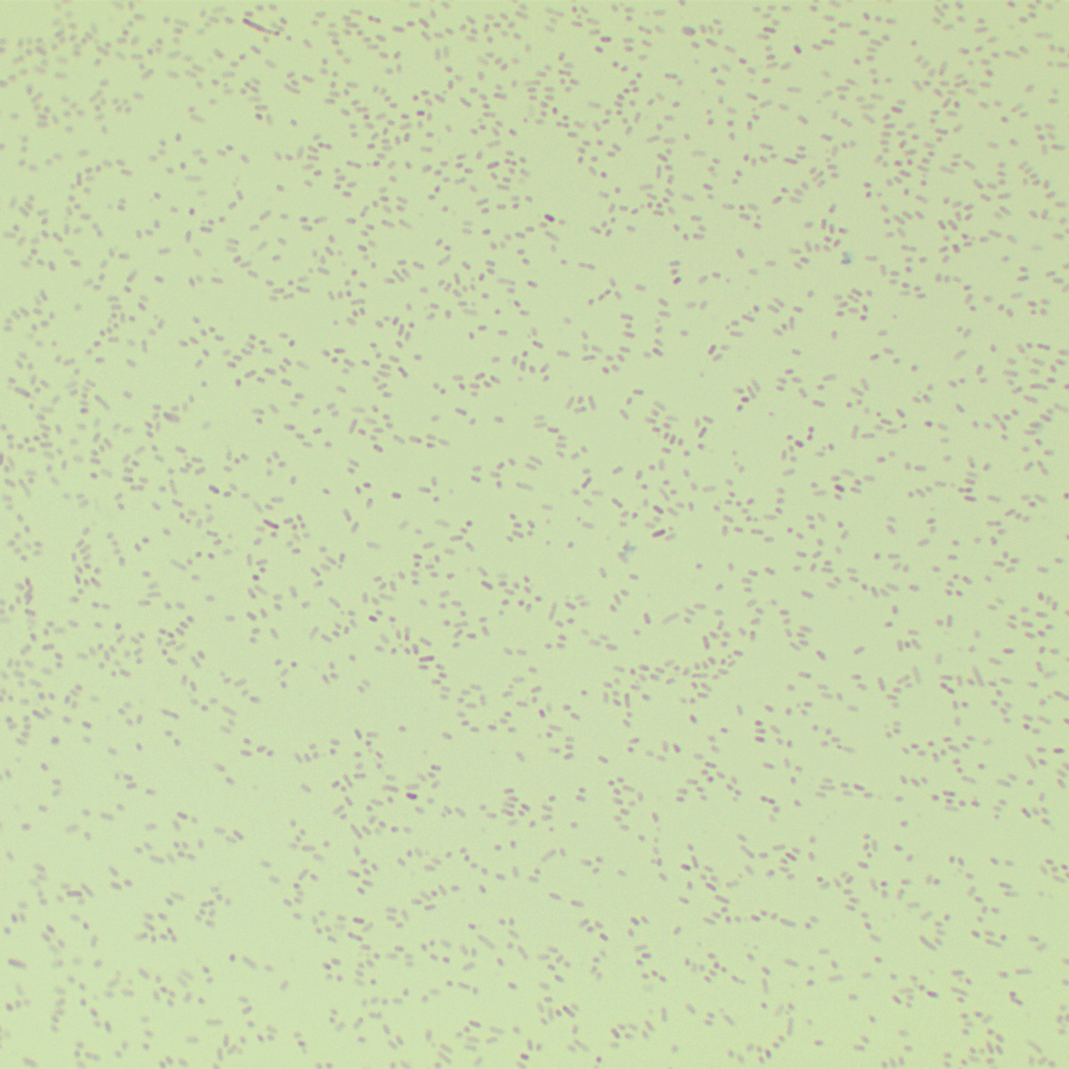 Pasteurella multocida multocida subspecies-BNCC