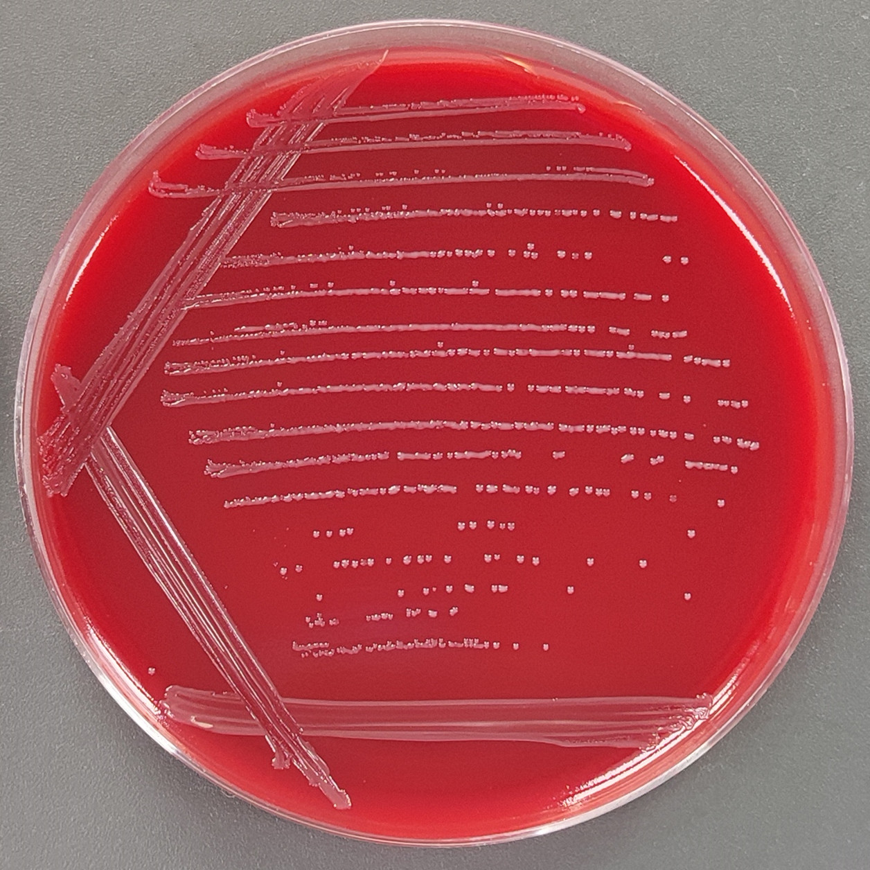 Kill Pasteurella multocida chicken subspecies-BNCC