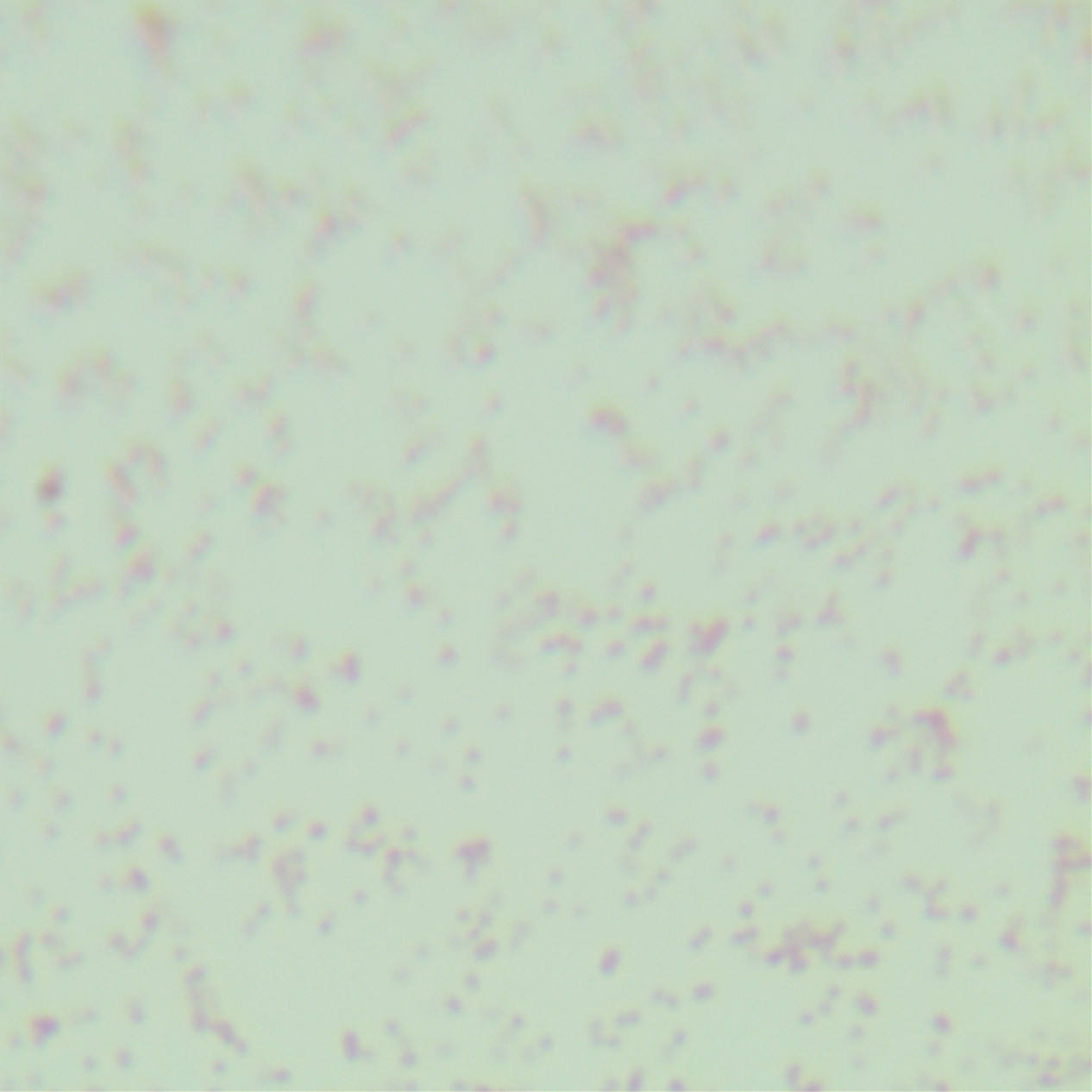 Kill Pasteurella multocida chicken subspecies-BNCC