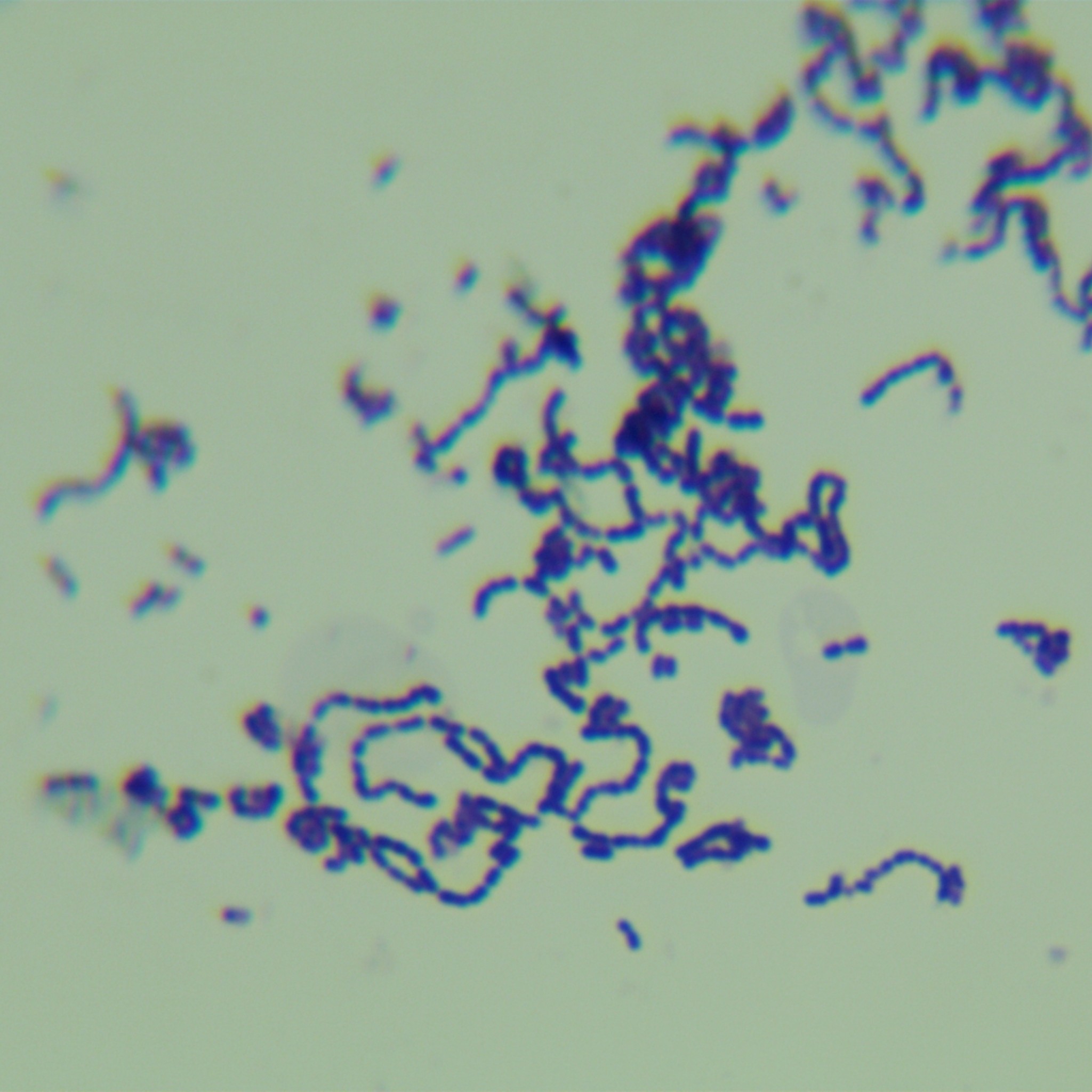 Gastrointestinal Streptococcus-BNCC