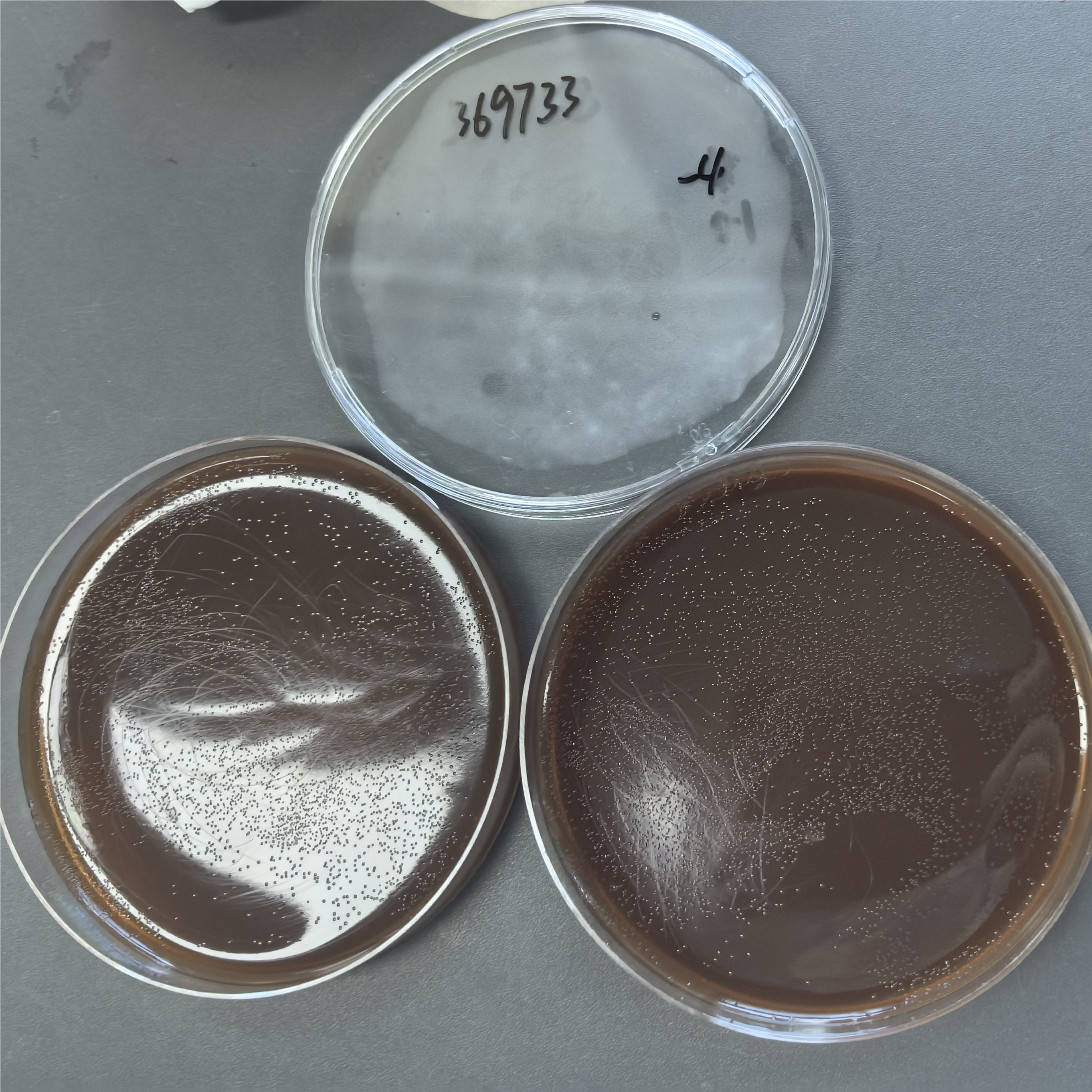 Fusarium oxysporum subsp. fluorescens-BNCC
