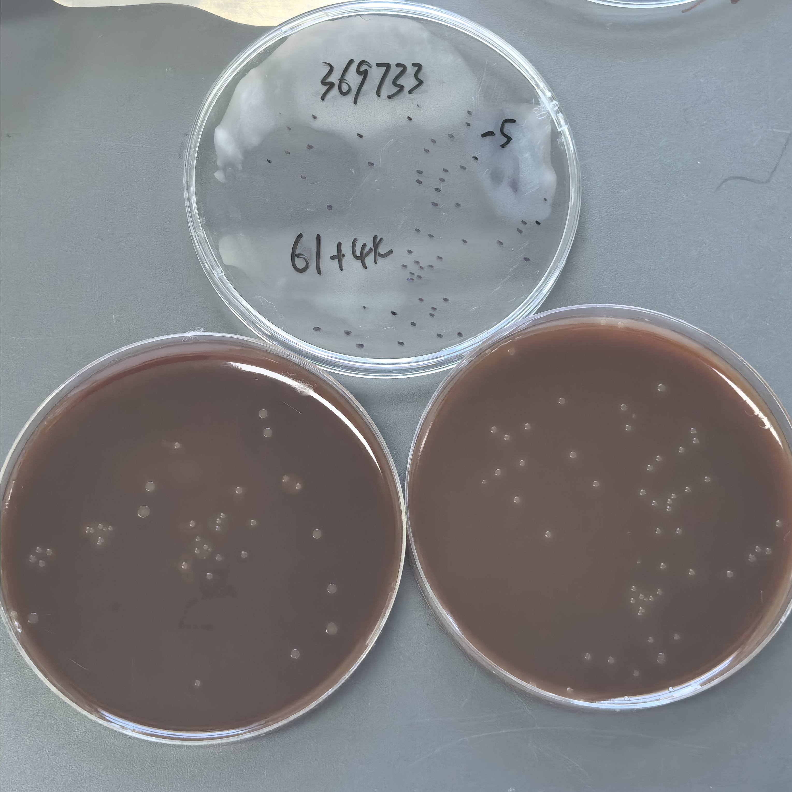 Fusarium oxysporum subsp. fluorescens-BNCC