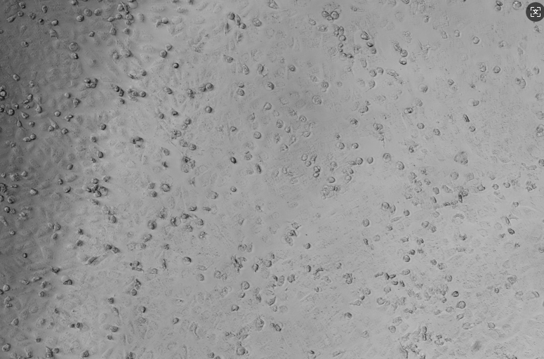 Canine distemper virus-BNCC