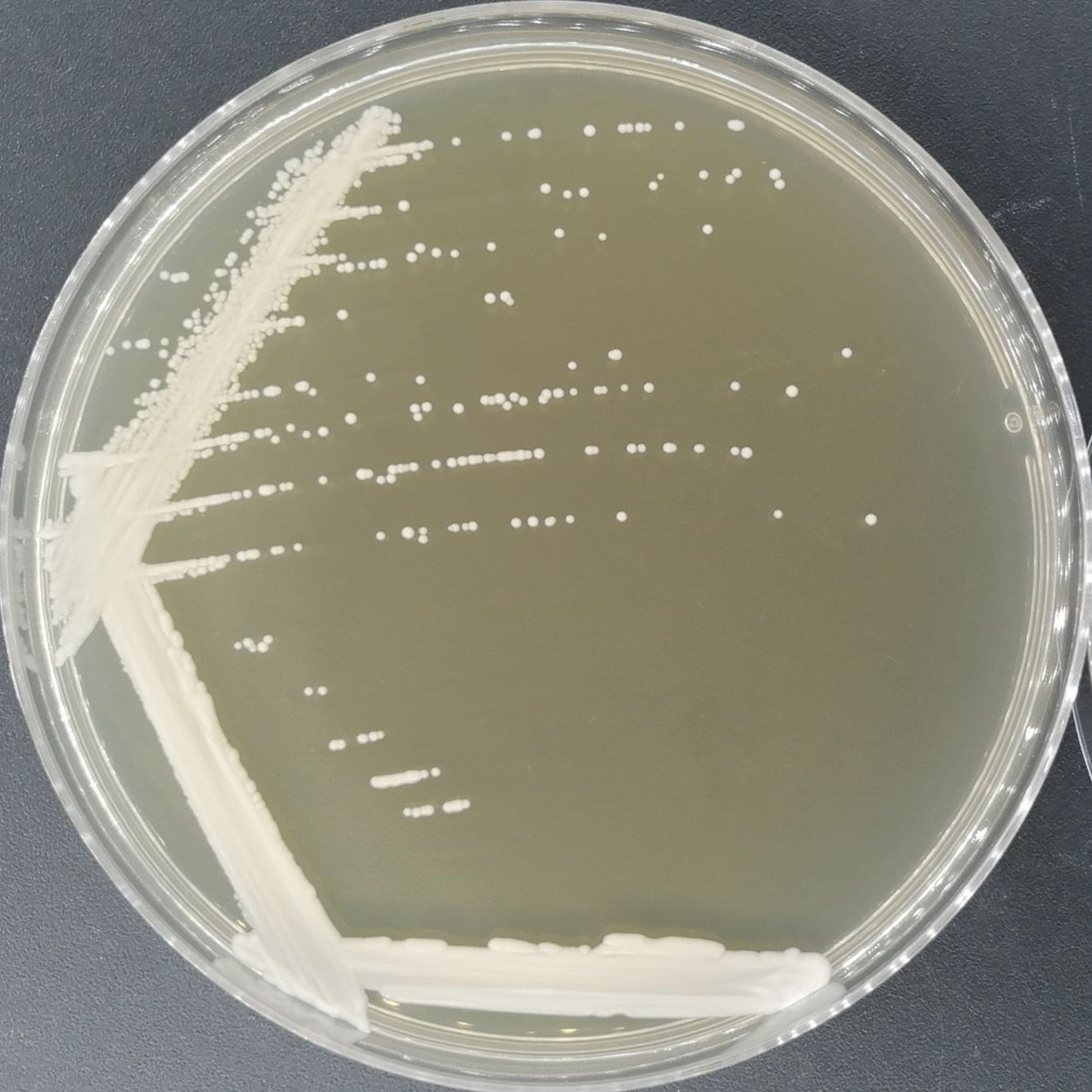 Portuguese rod yeast-BNCC