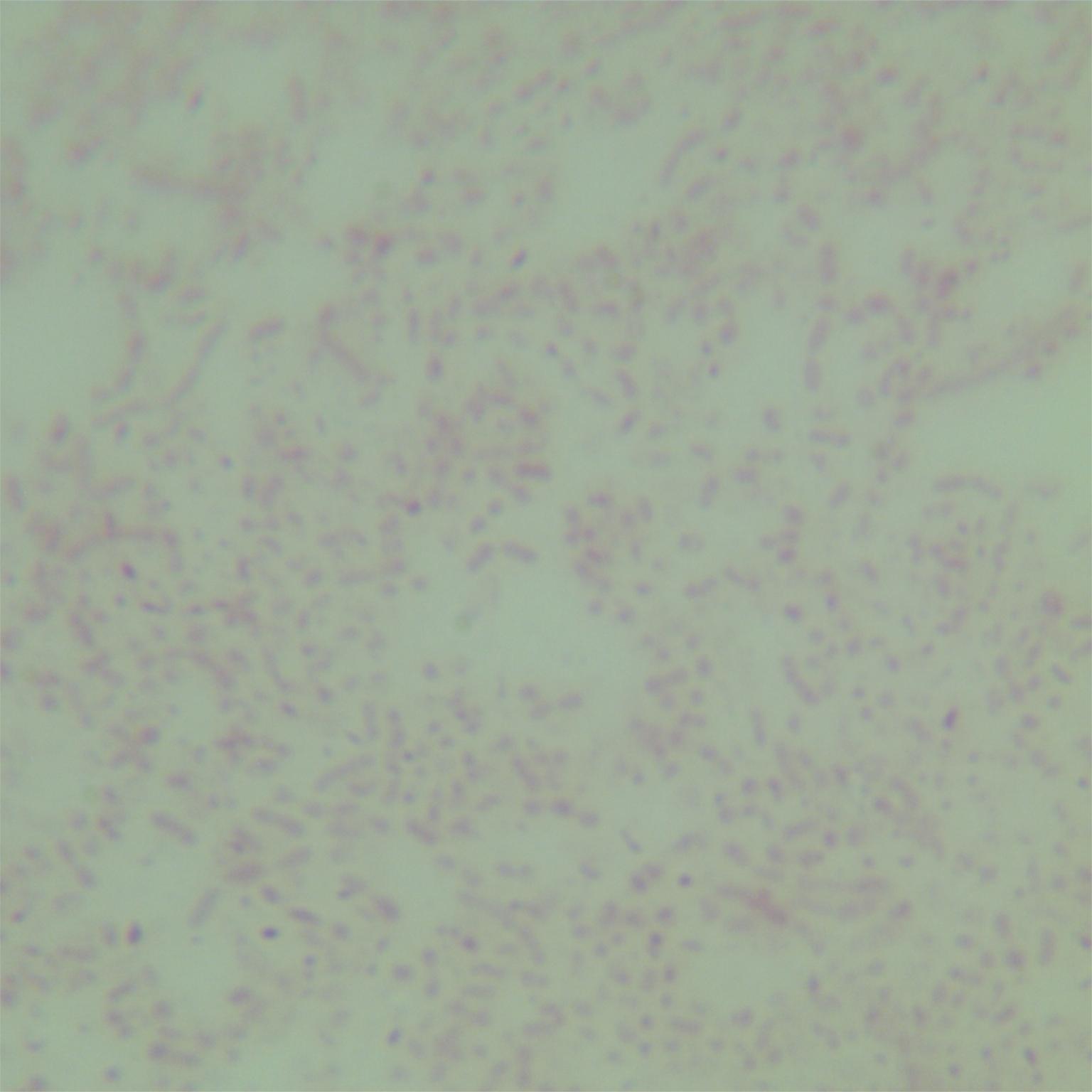 Acinetobacter baumannii-BNCC