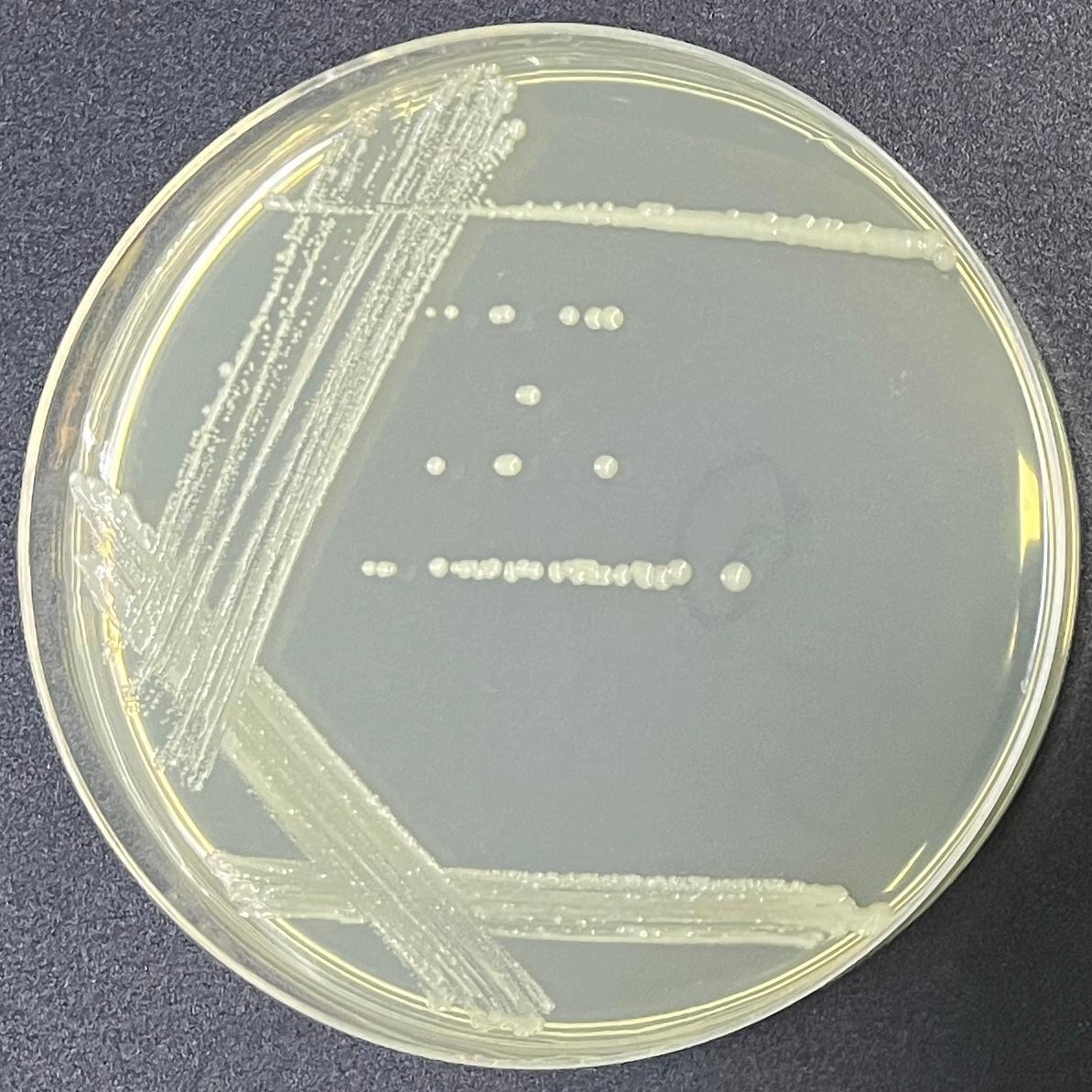 Hemolytic Acinetobacter-BNCC