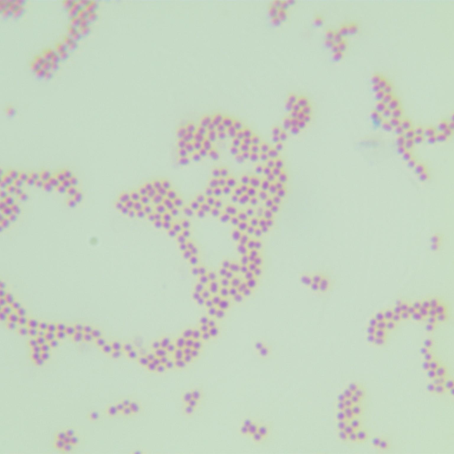 Hemolytic Acinetobacter-BNCC