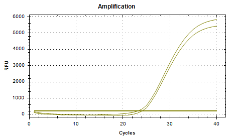 Baumann Acinetobacter DNA standard-BNCC