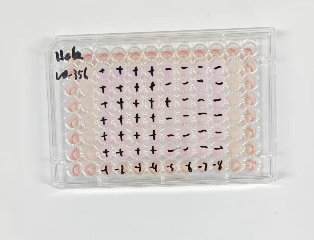 H-1 parvovirus-BNCC