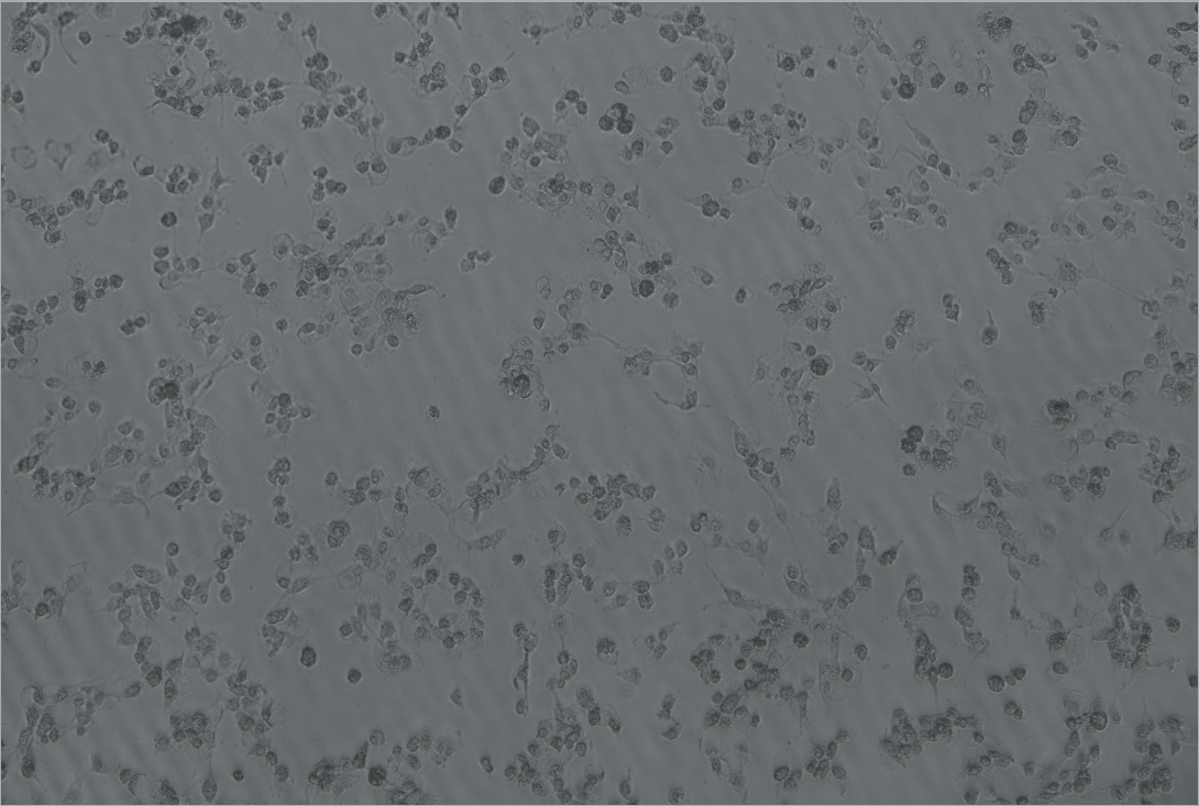 H-1 parvovirus-BNCC