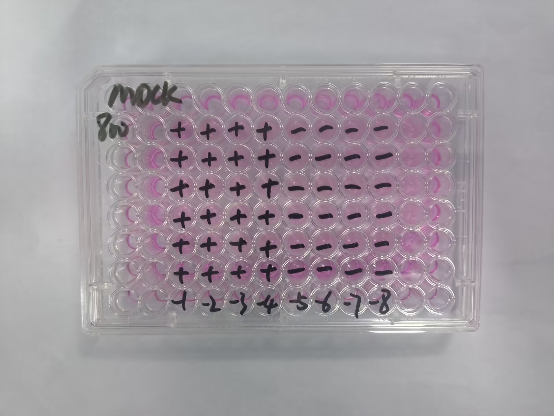 Canine adenovirus 2-BNCC