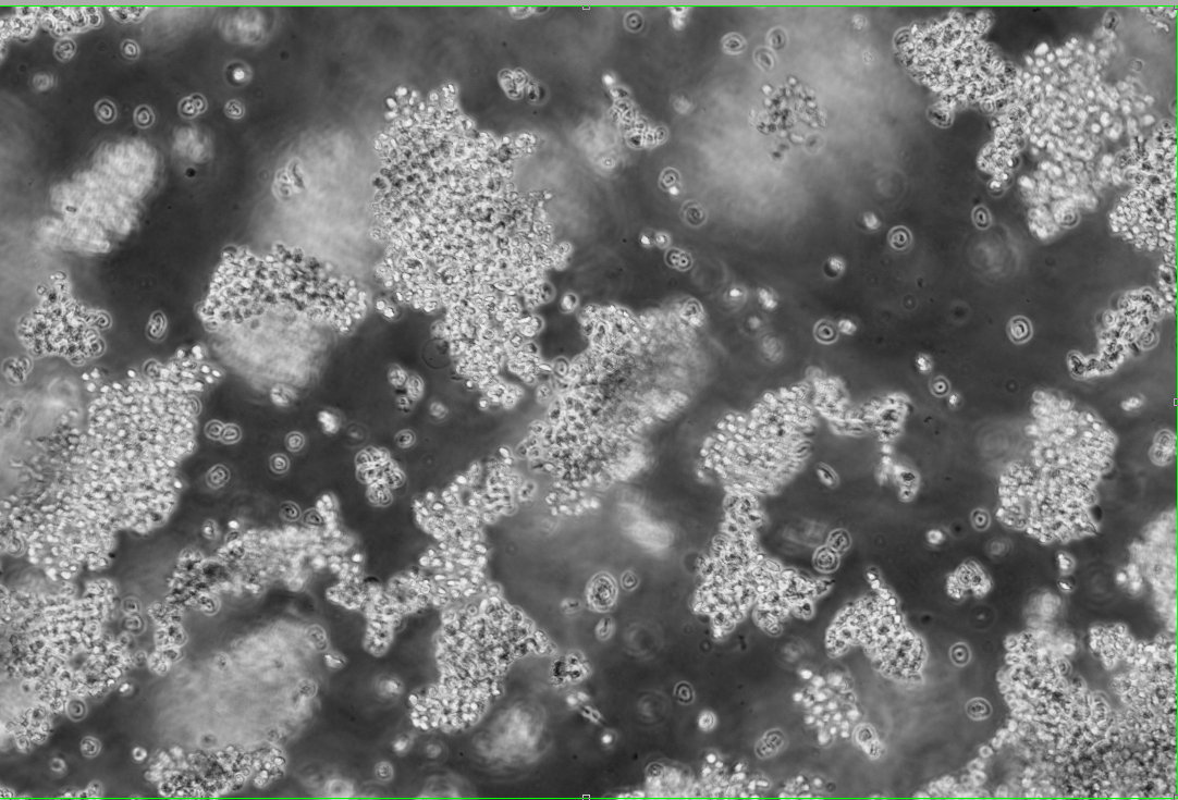 Canine adenovirus 2-BNCC