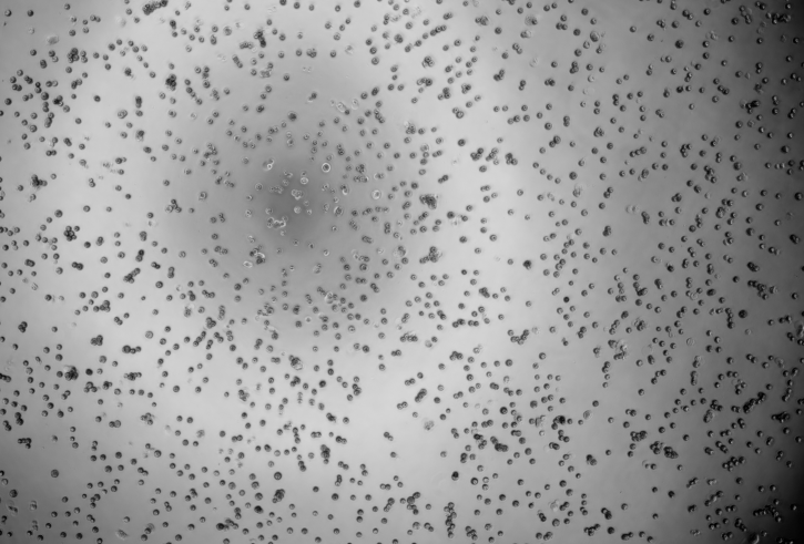 Human Adenovirus 51-BNCC