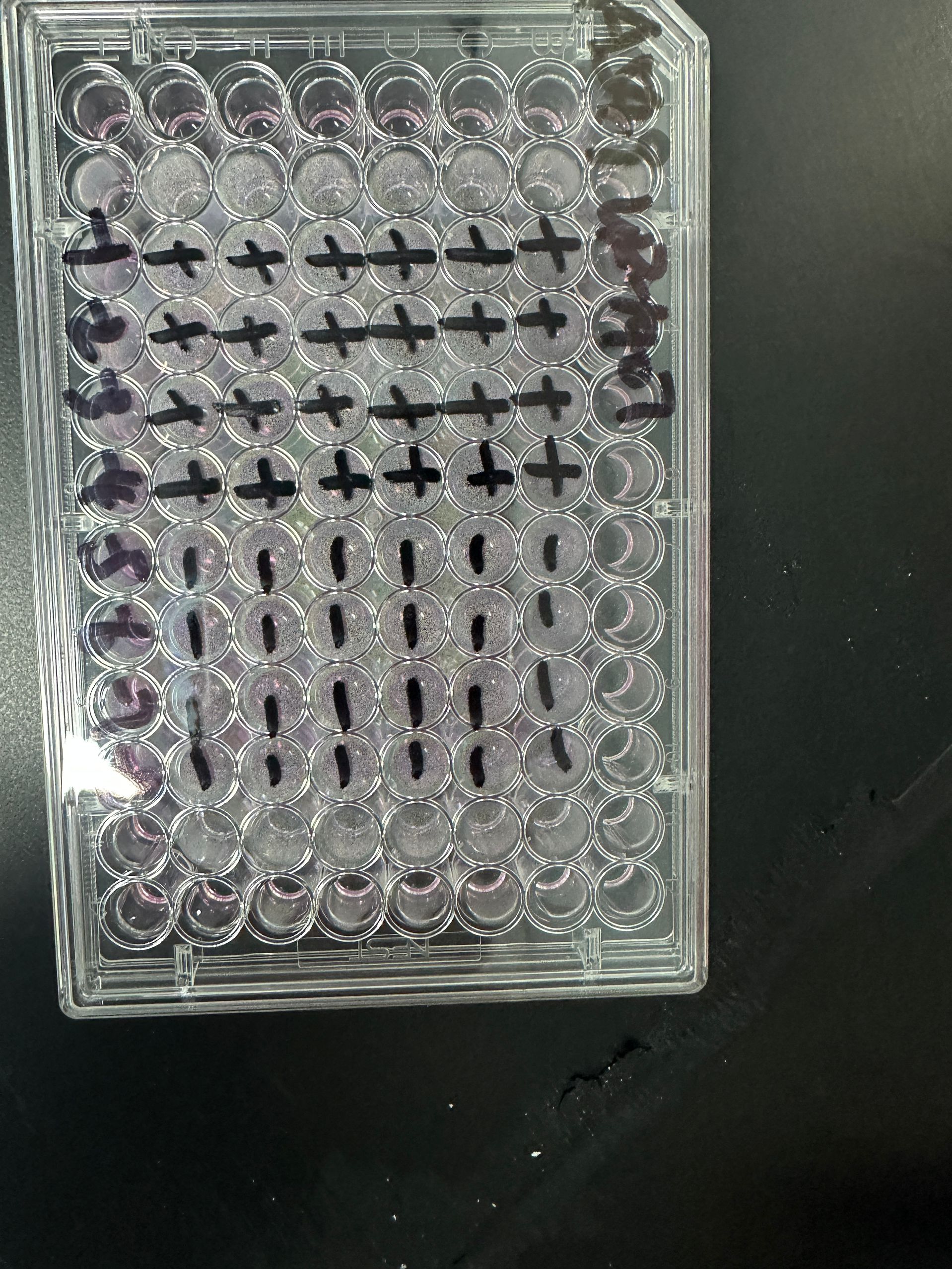 Human adenovirus 49-BNCC