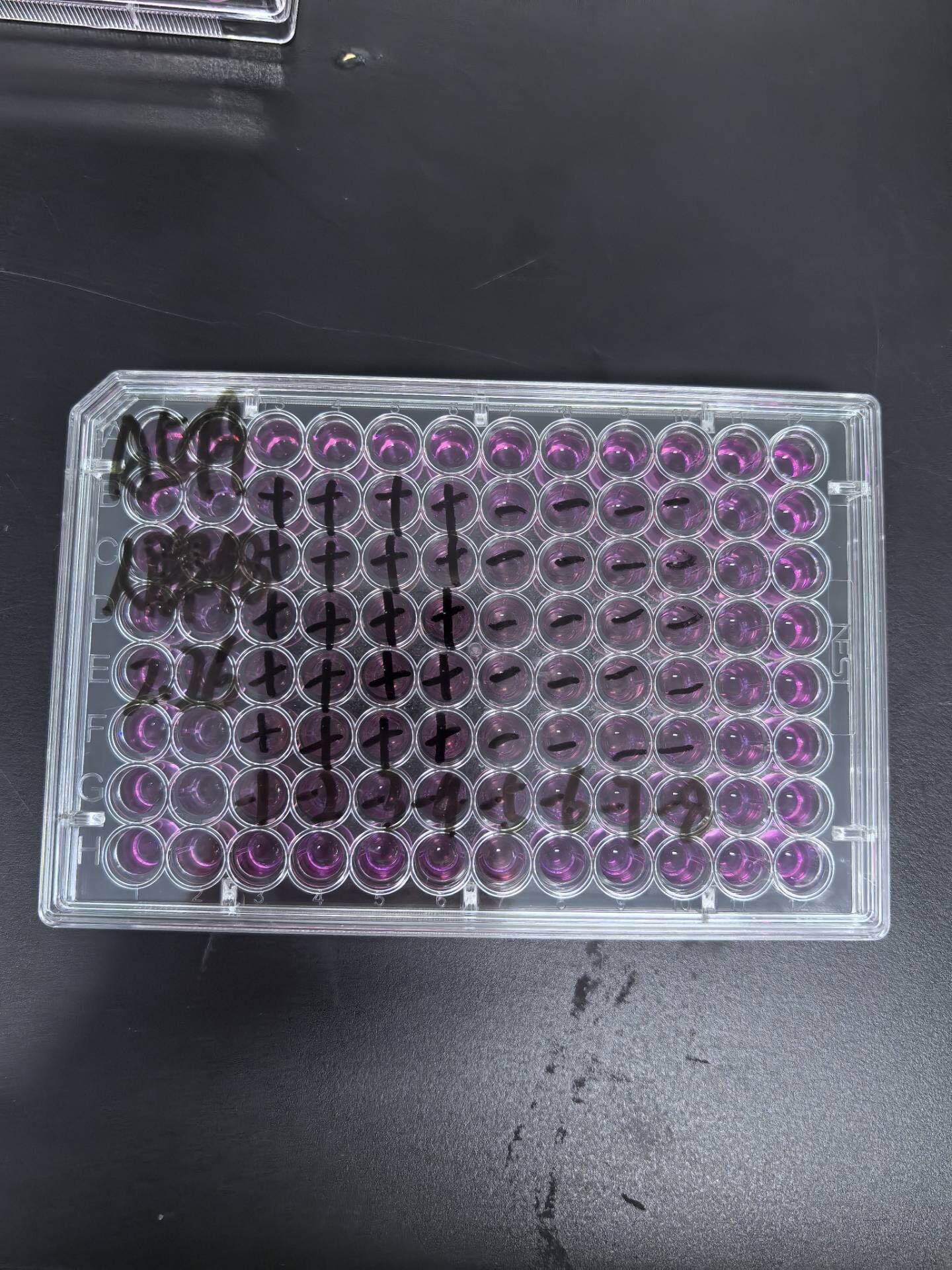Human adenovirus 48°C-BNCC