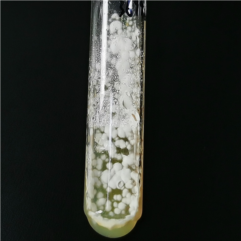 Emericella purpurea-BNCC