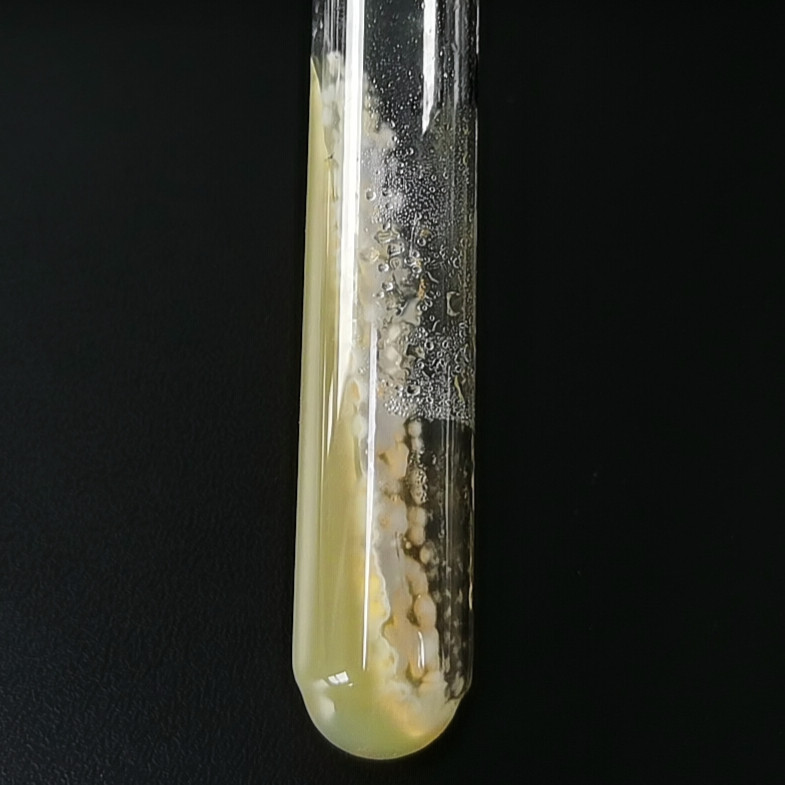 Emericella purpurea-BNCC