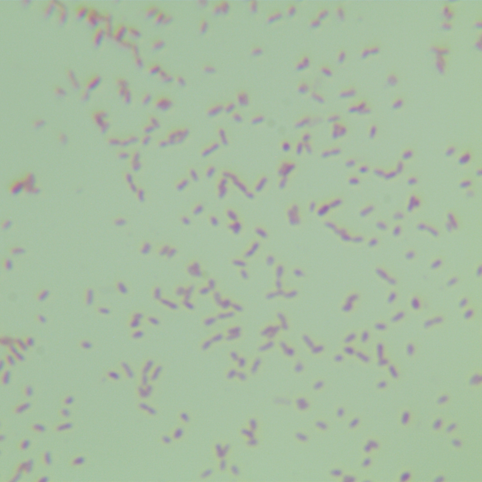 Kushina bacteria-BNCC