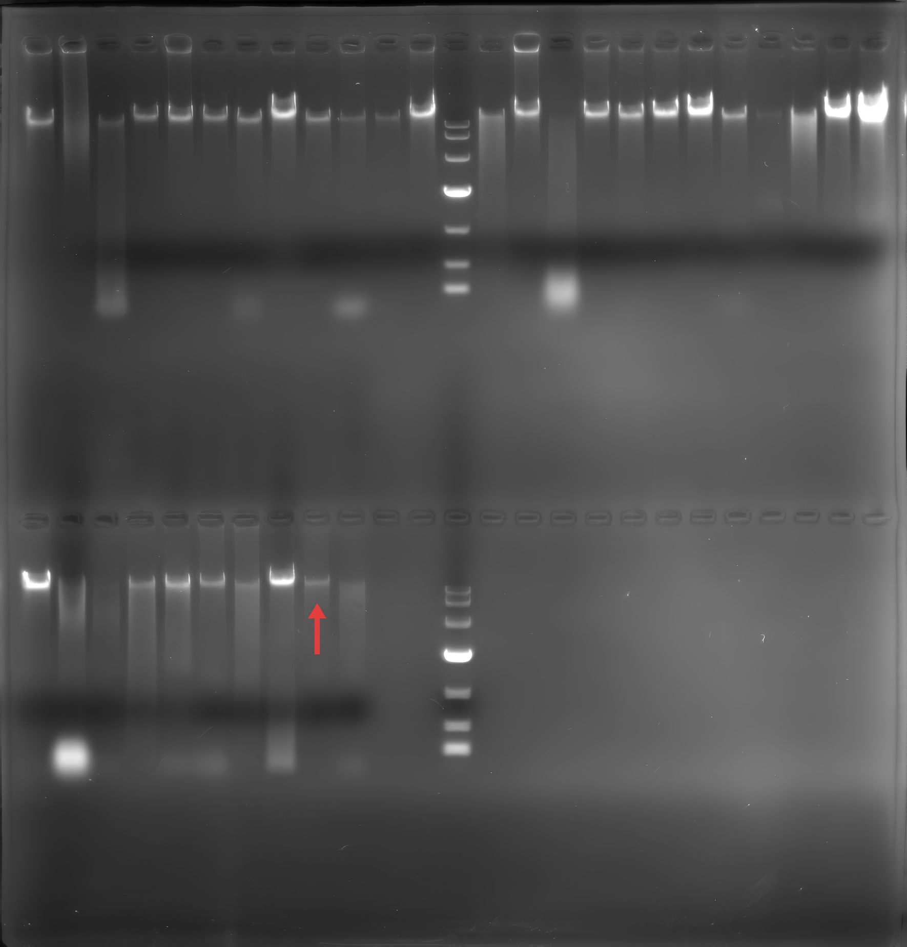 Genomic DNA of indole producing golden rod bacteria-BNCC