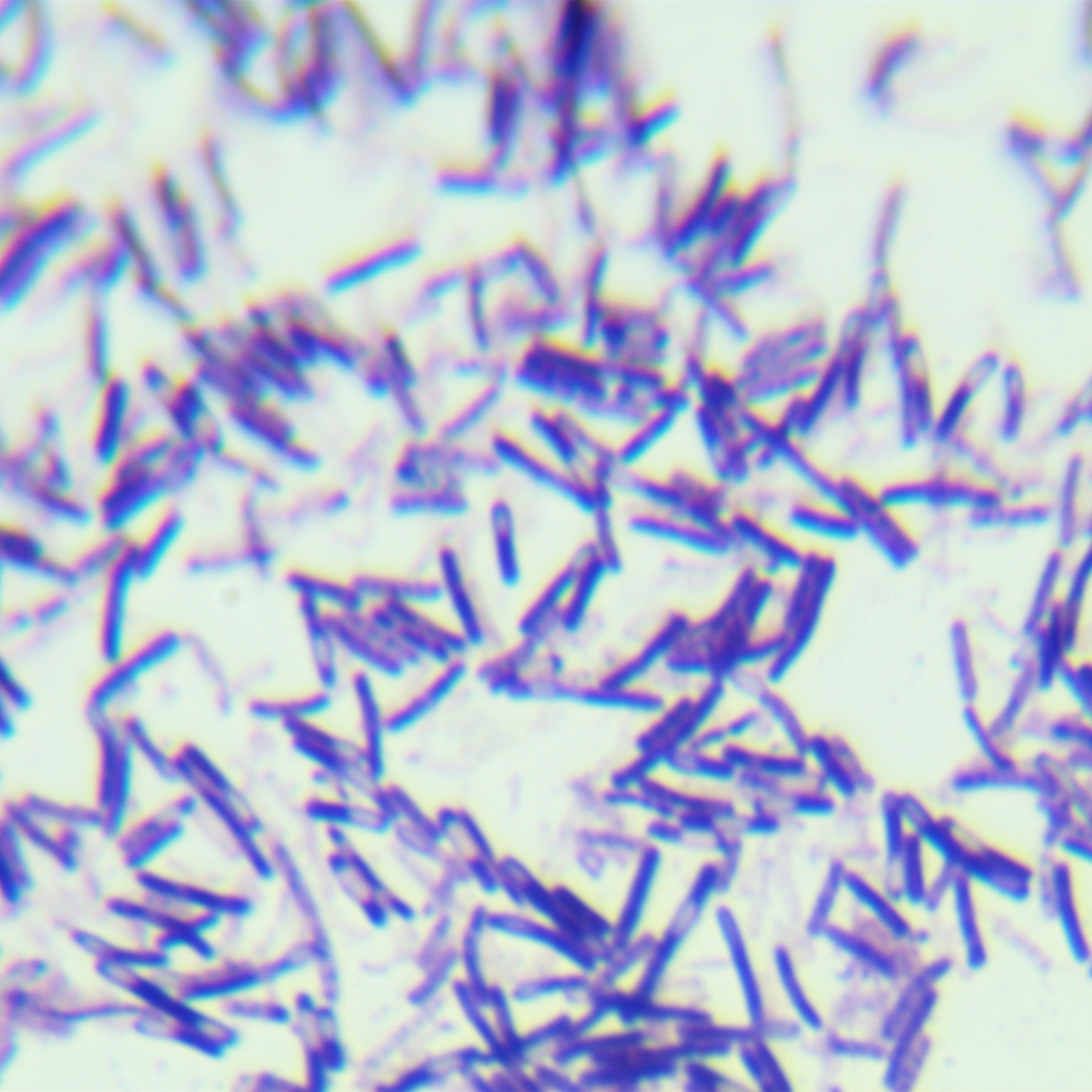 Difficult Clostridium difficile-BNCC