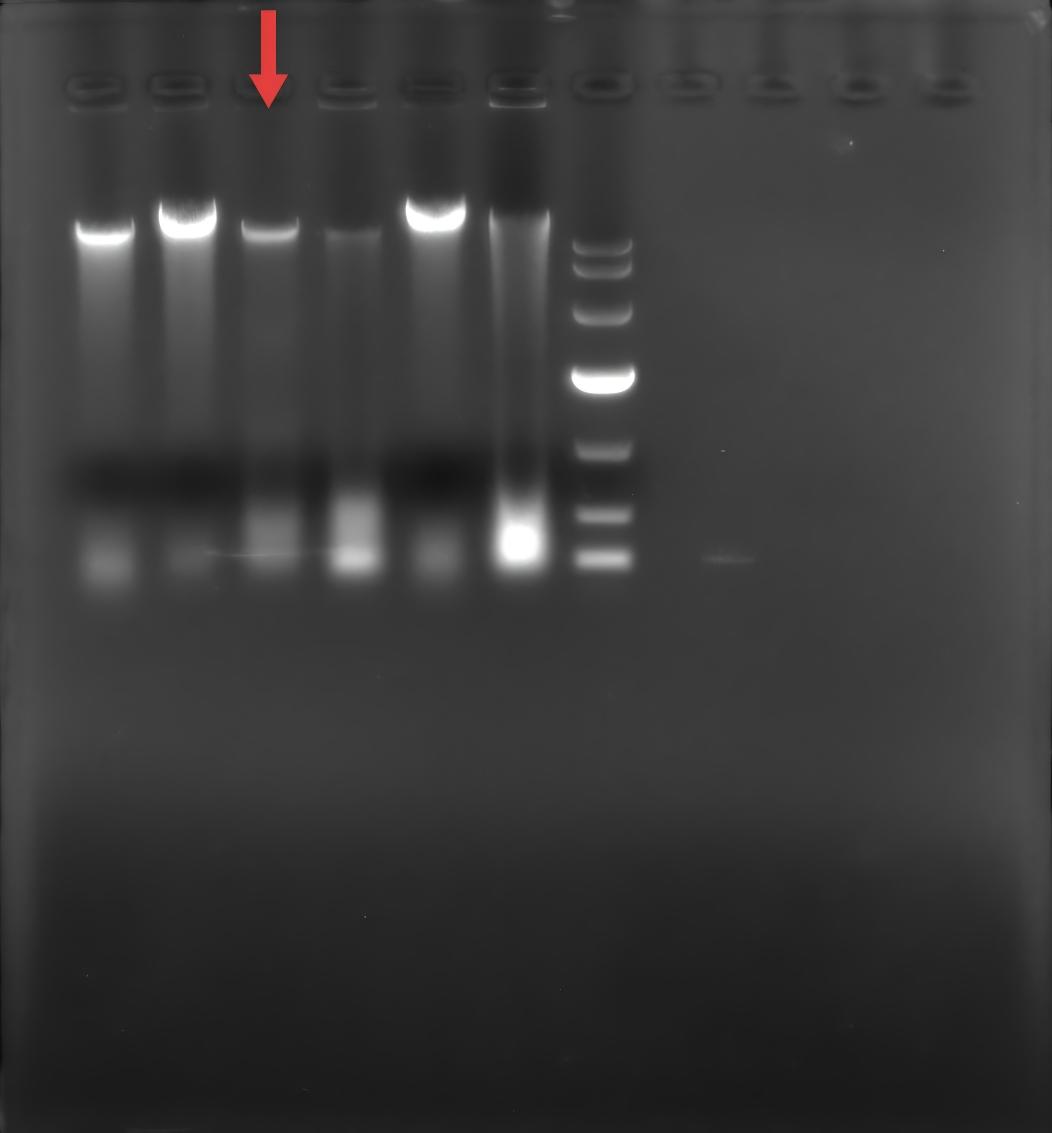 Genomic DNA of Shigella flexneri-BNCC