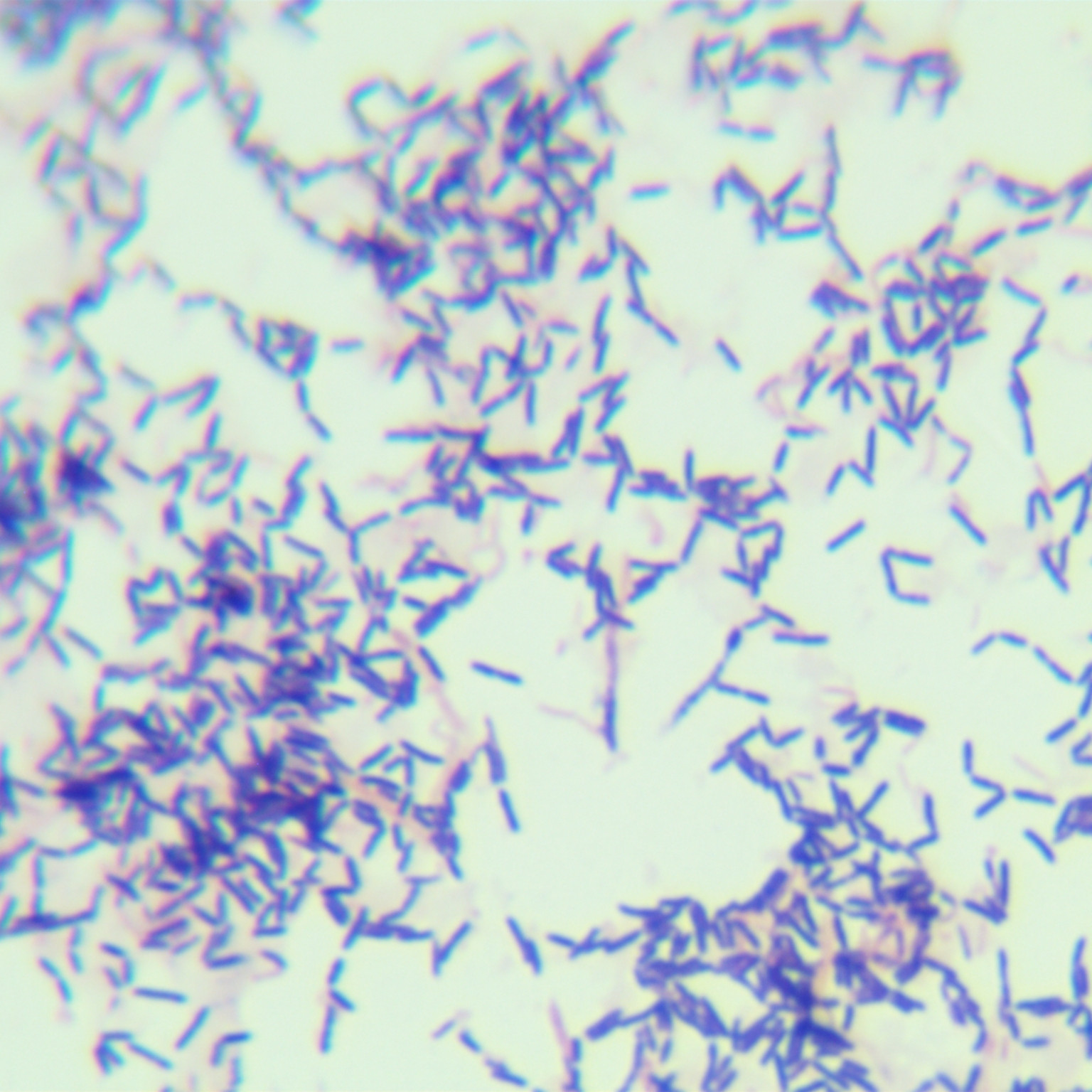 Chain like fecal bacteria-BNCC