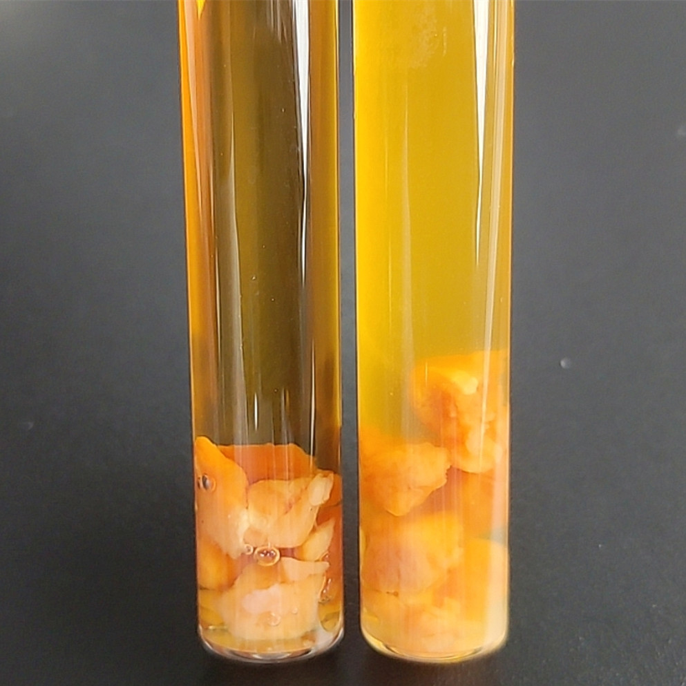 Chain like fecal bacteria-BNCC