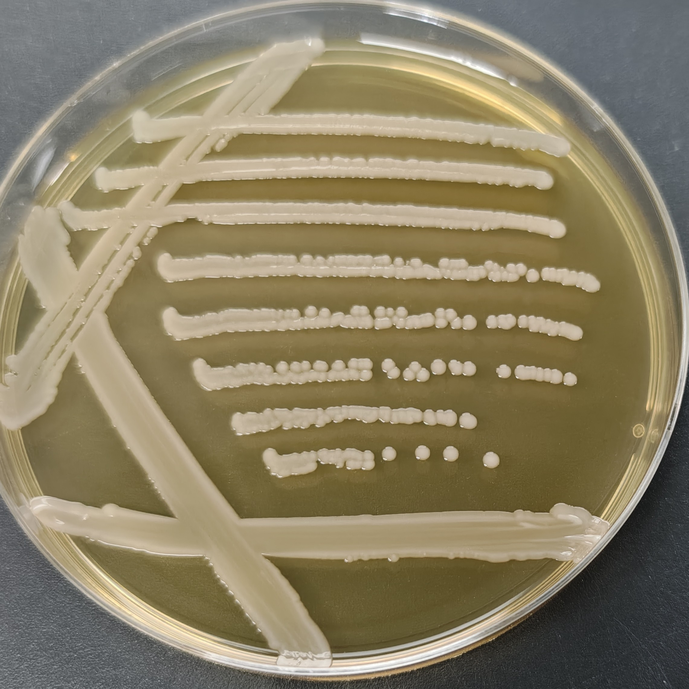 Dolphin Staphylococcus-BNCC
