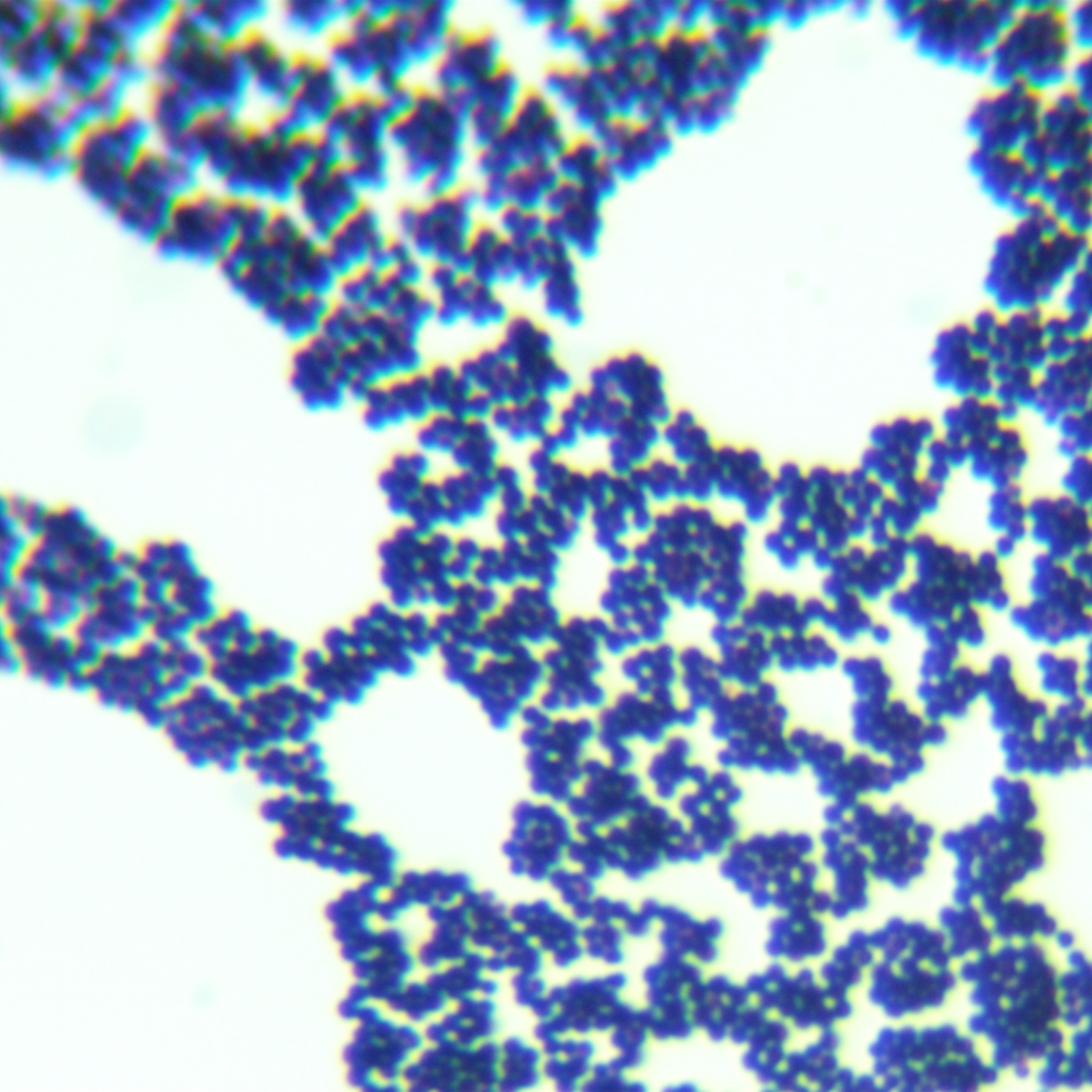 Dolphin Staphylococcus-BNCC